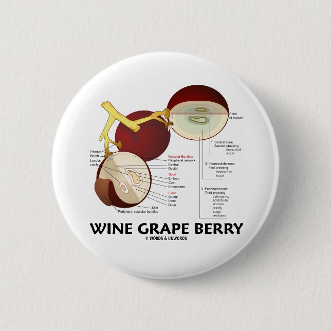 Wine Grape Berry (Anatomy) Pinback Button (Front)