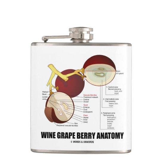 Wine Grape Berry Anatomy Scientific Diagram Hip Flask
