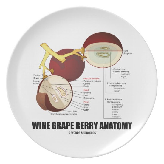 Wine Grape Berry Anatomy Scientific Diagram Melamine Plate