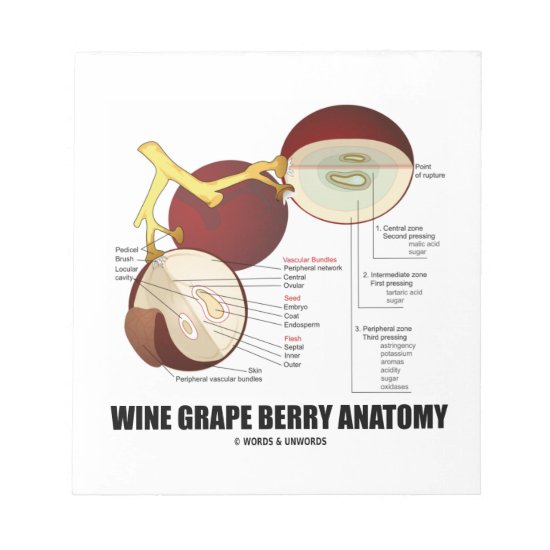 Wine Grape Berry Anatomy Scientific Diagram Notepad
