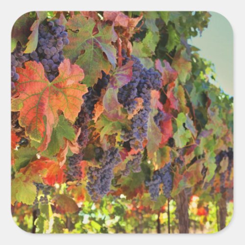 Wine Grape Stickers