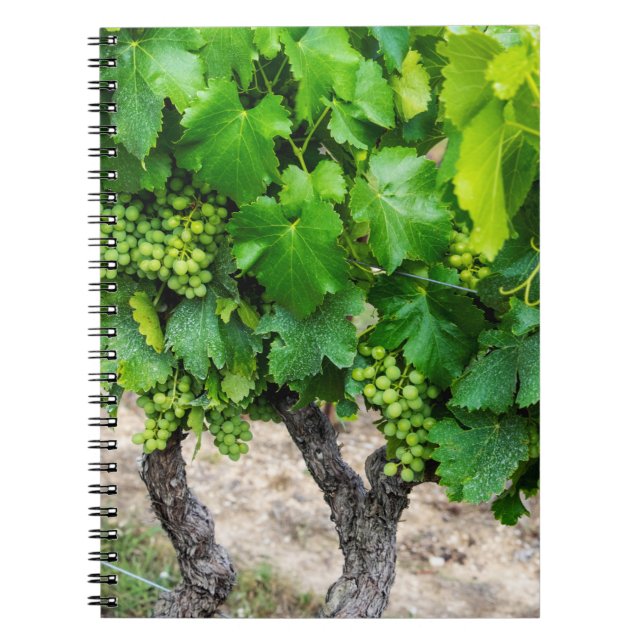 Wine Grapes Growing, France Notebook (Front)