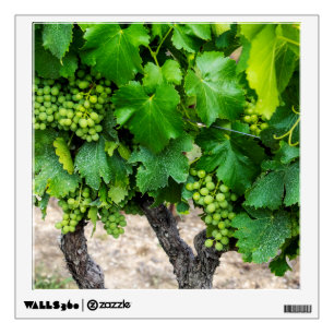 Wine Grapes Growing, France Wall Decal