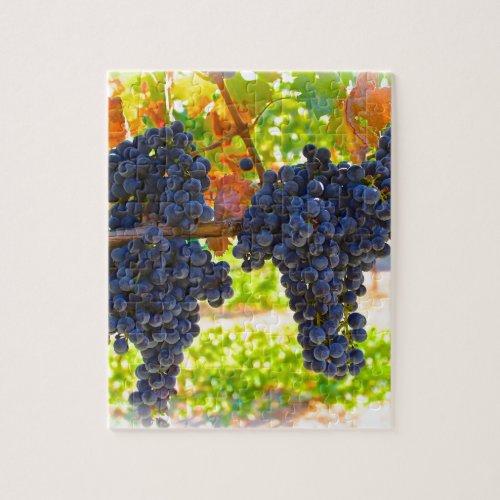 Wine grapes jigsaw puzzle