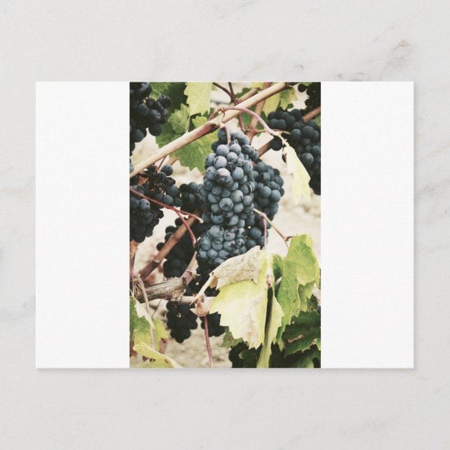 Wine Grapes On The Vine Postcard (Front)