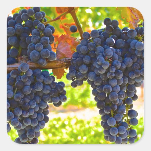 Wine grapes square sticker