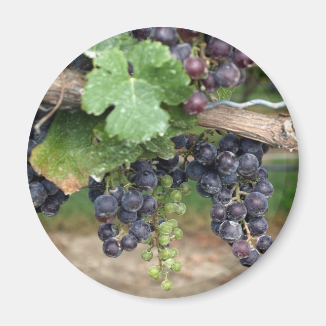 Wine on the Vine Magnet (Front)
