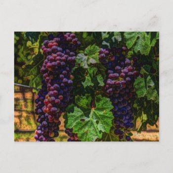 Winery Grapevine Sunny Tuscany Vineyard Grapes Postcard by CottageCountryDecor at Zazzle