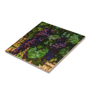 Winery Grapevine sunny tuscany vineyard grapes Tile