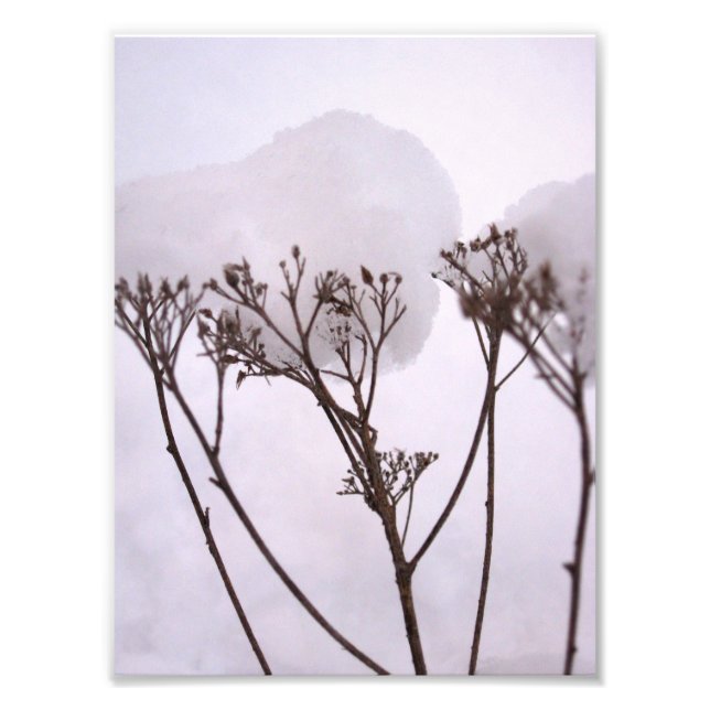 Winetr, Plants in the snow Professional Photo Print (Front)