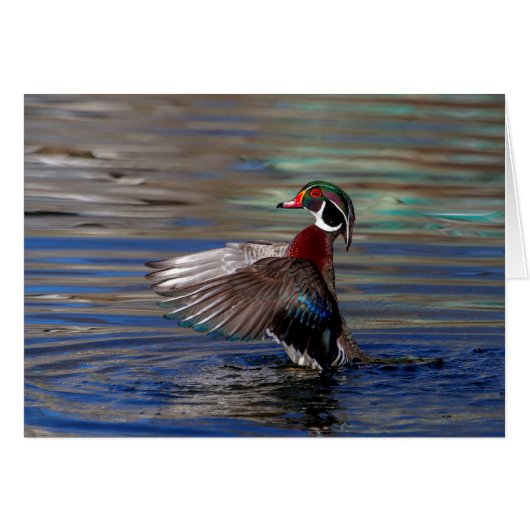Wing Flapping Wood Duck Cards (Front Horizontal)