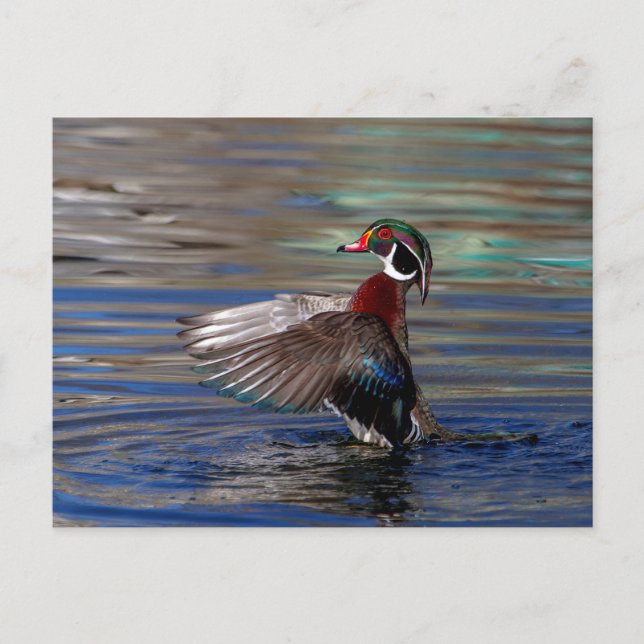 Wing Flapping Wood Duck Postcard (Front)