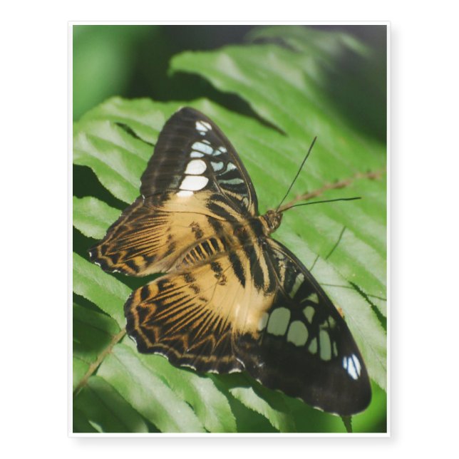 Winged Butterfly Temporary Tattoos (Front)