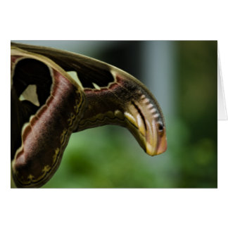 Wings of Atlas Card