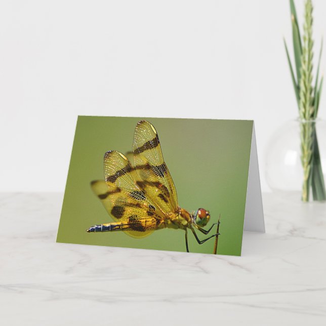 Wings Of Gold Dragonfly Note Card (Front)