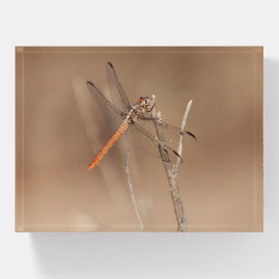 Wings of Gold Dragonfly Paperweight
