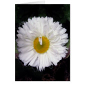 Wings of Summer (Front)