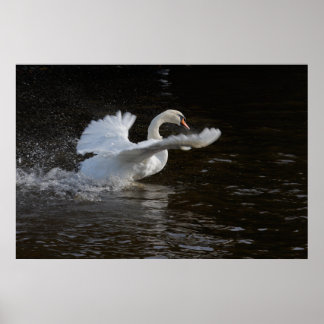 Wings Outstretched Swan Print