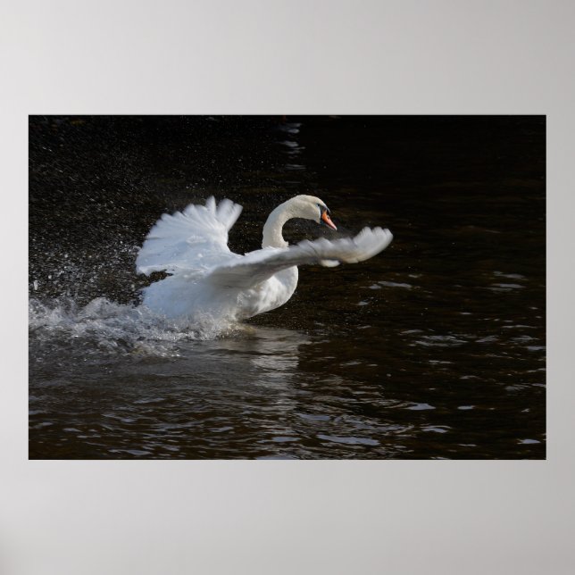 Wings Outstretched Swan Print (Front)