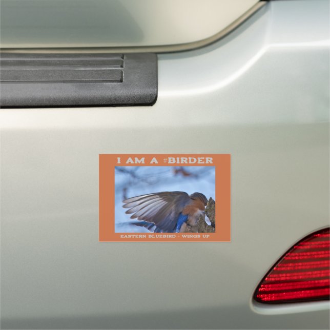 Wings Up Eastern Bluebird Birder Car Magnet (In Situ)