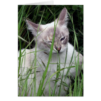 Winking Cat Cards