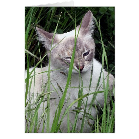 Winking Cat Cards (Front)