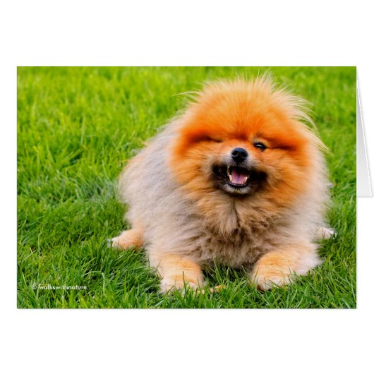 Winking Chuckling Funny Dog Cards (Front Horizontal)