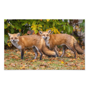 Winking Fox Photo Print