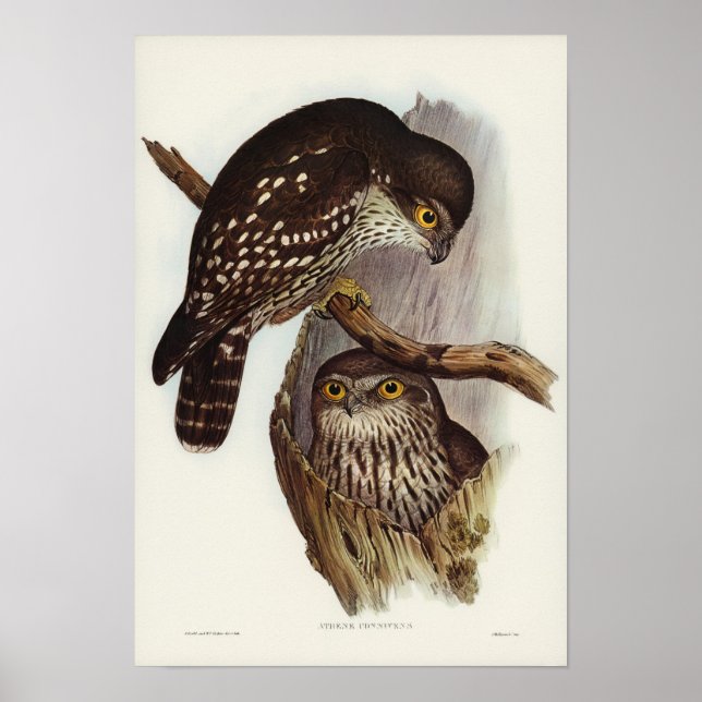 Winking Owl by Elizabeth Gould Poster (Front)
