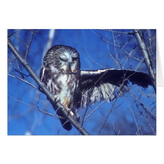 Winking owl cards (Front Horizontal)