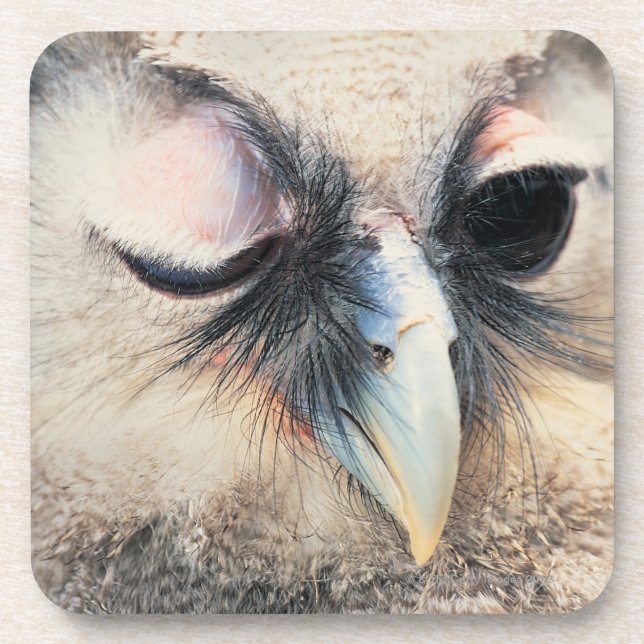 Winking Owl Drink Coaster (Front)