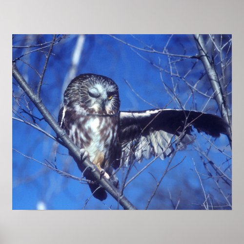 Winking owl poster