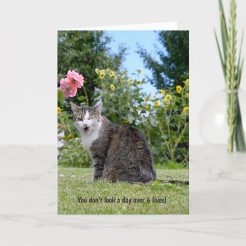 winking tabby cat for humorous birthday card