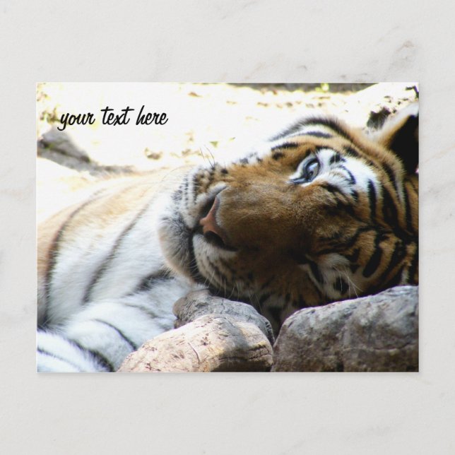 Winking Tiger Postcard (Front)