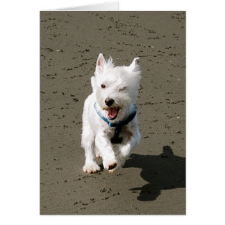 Winking Westie Cards