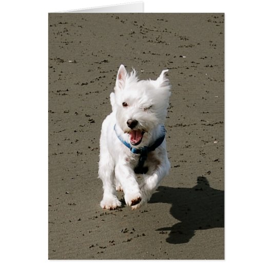 Winking Westie Cards (Front)