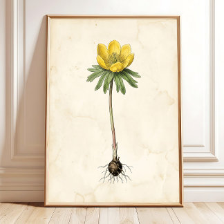 Winter Aconite Vintage Botanical Print