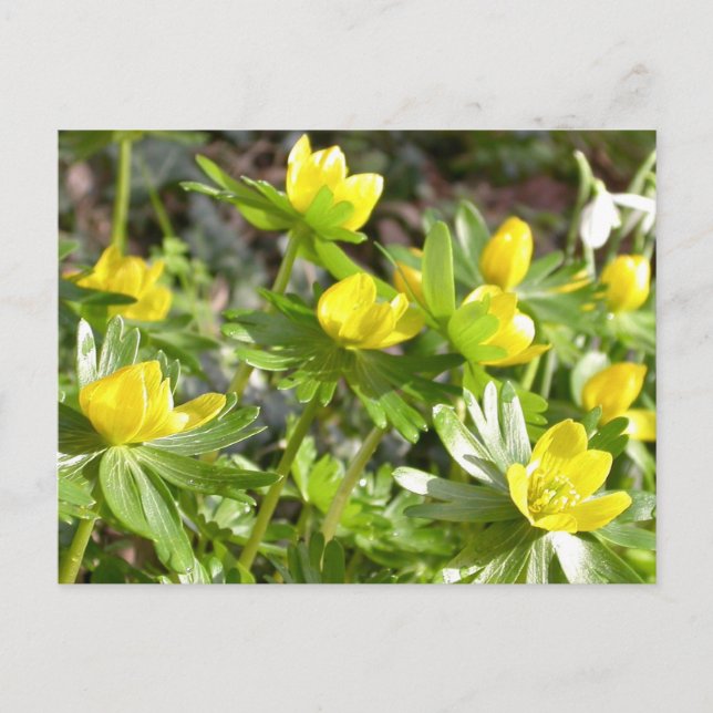 Winter Aconites postcard (Front)