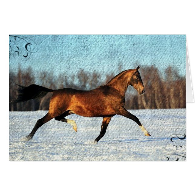 Winter Akhal-teke Cards (Front Horizontal)