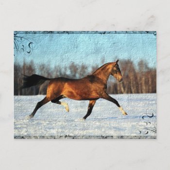 Winter Akhal-teke Postcard by HorseCrazyIowa at Zazzle
