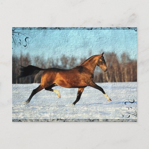 Winter Akhal_teke Postcard