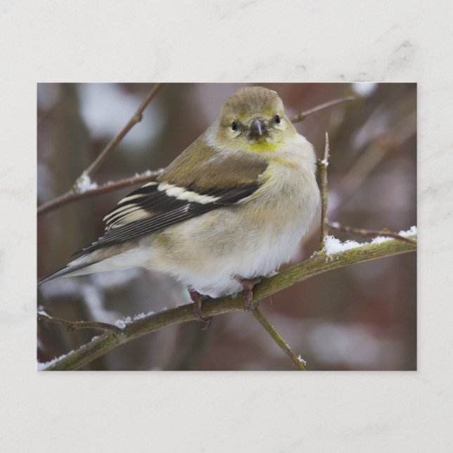 Winter American Goldfinch Postcard (Front)