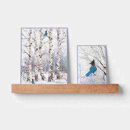 Winter Aspen Trees with Steller Blue Jay Picture Ledge