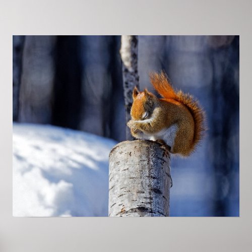 Winter Beauty _ American Red Squirrel 16x20 Poster