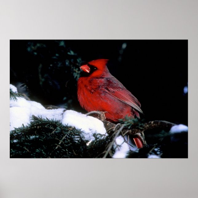 Winter Beauty Poster (Front)