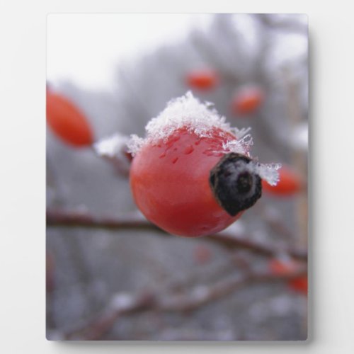 Winter Berries Plaque