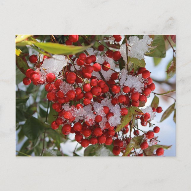 Winter Berries. Postcard (Front)