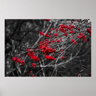 Winter Berries Print