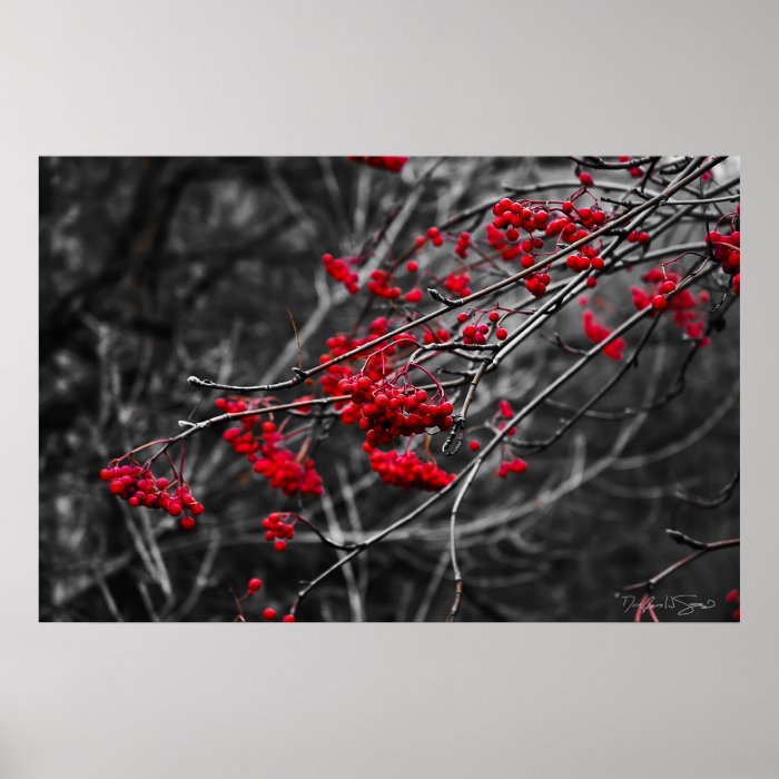 Winter Berries Print