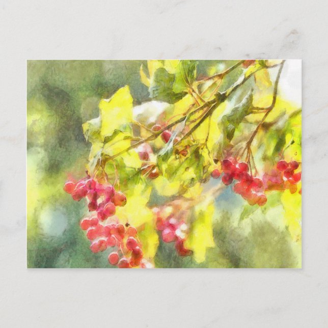Winter Berries Watercolor Postcard (Front)